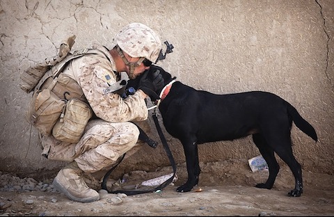 soldier-dog.jpg